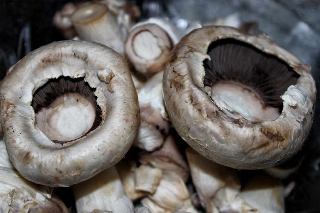 Champignons zum füllen